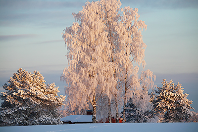 Joulutervehdys, vuosikokous